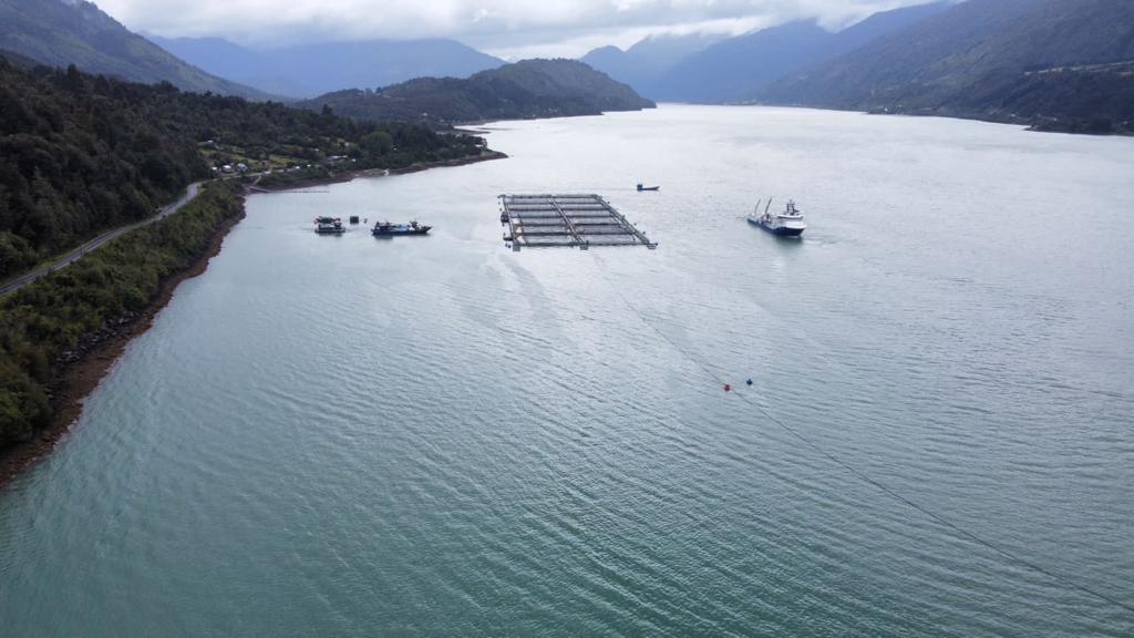 Por FAN: Cosechan peces de manera temprana