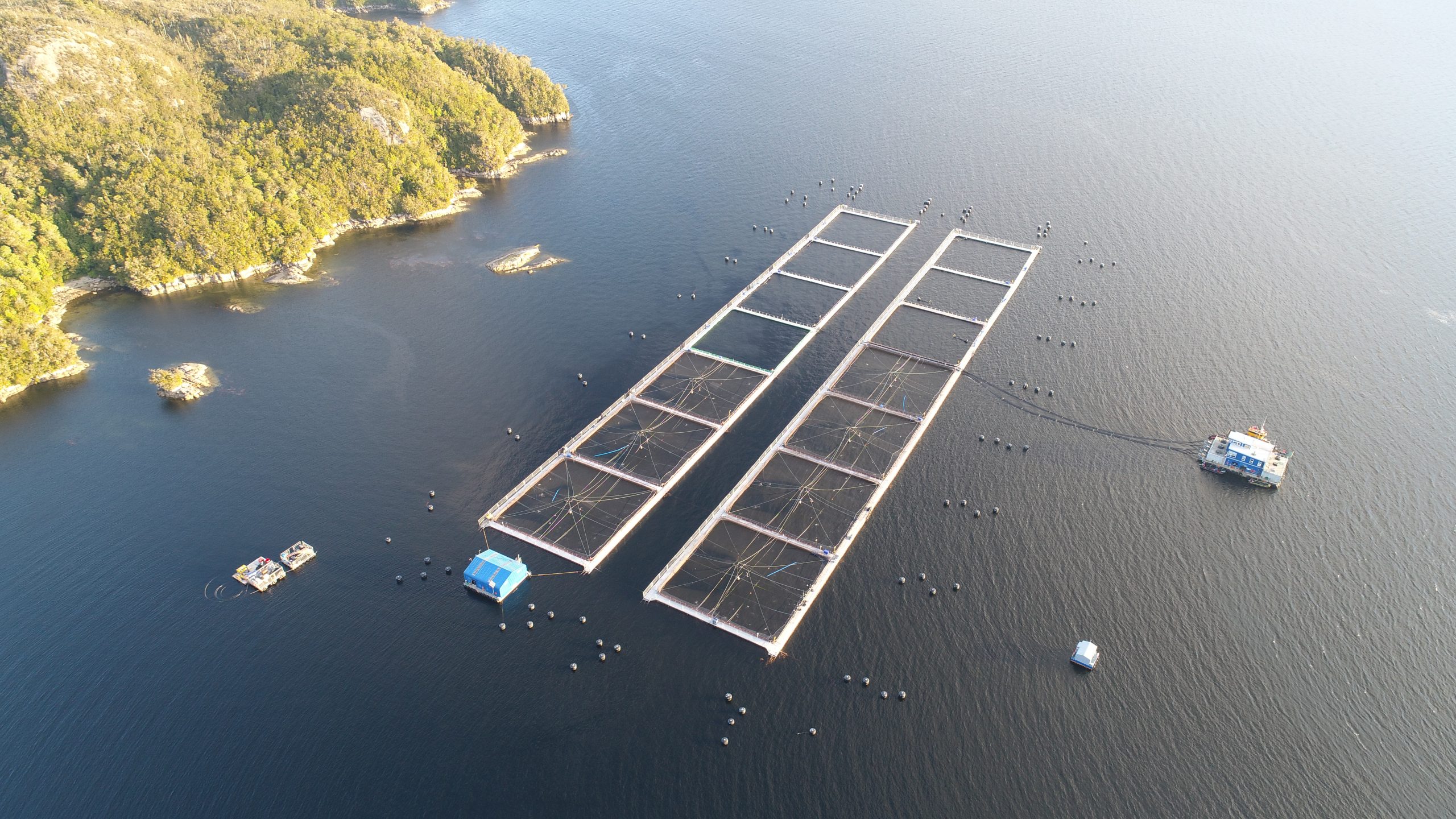 Mowi reduce su consumo de energía en Chile