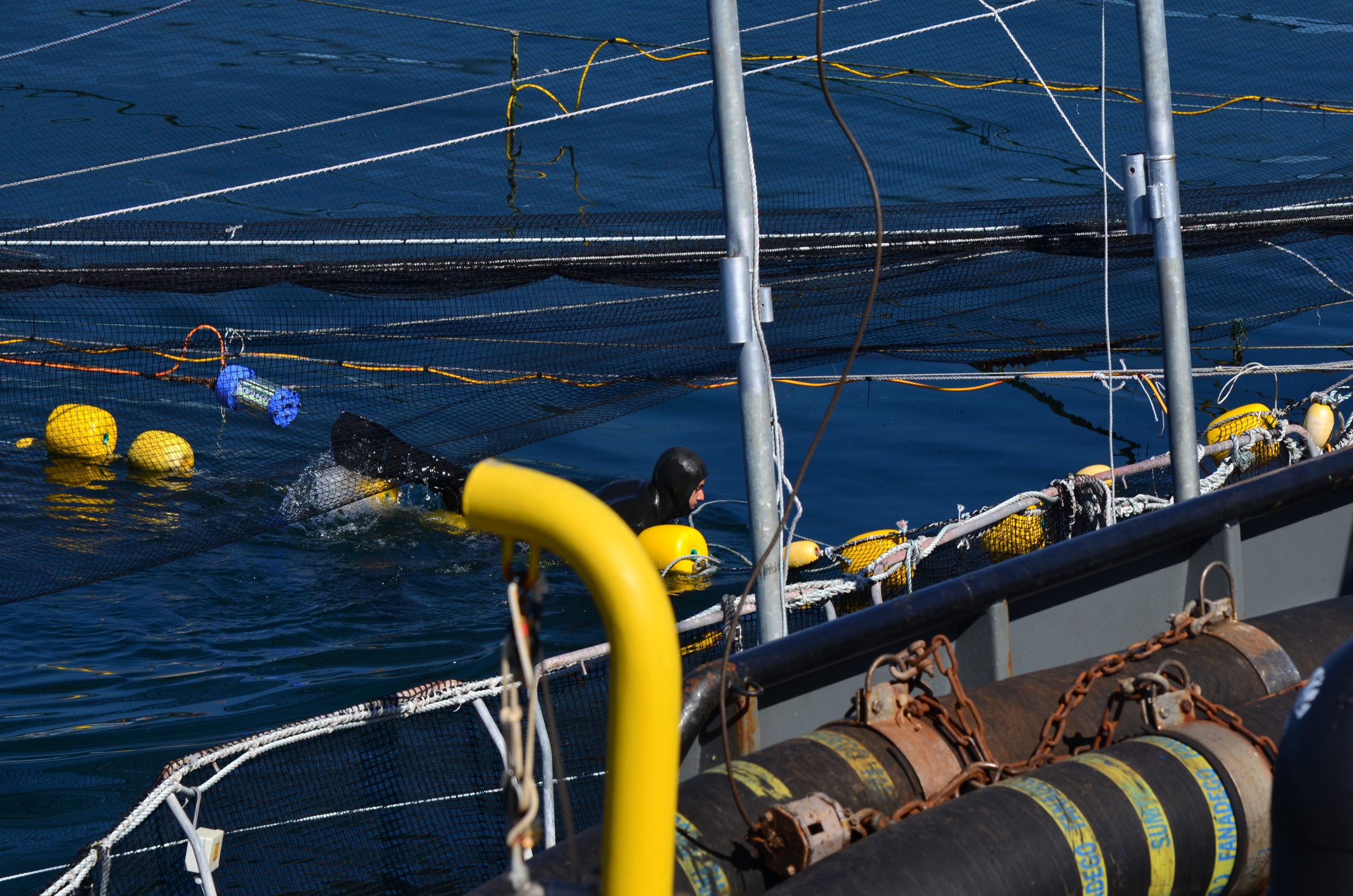 Publican boletín de sostenibilidad en salmonicultura
