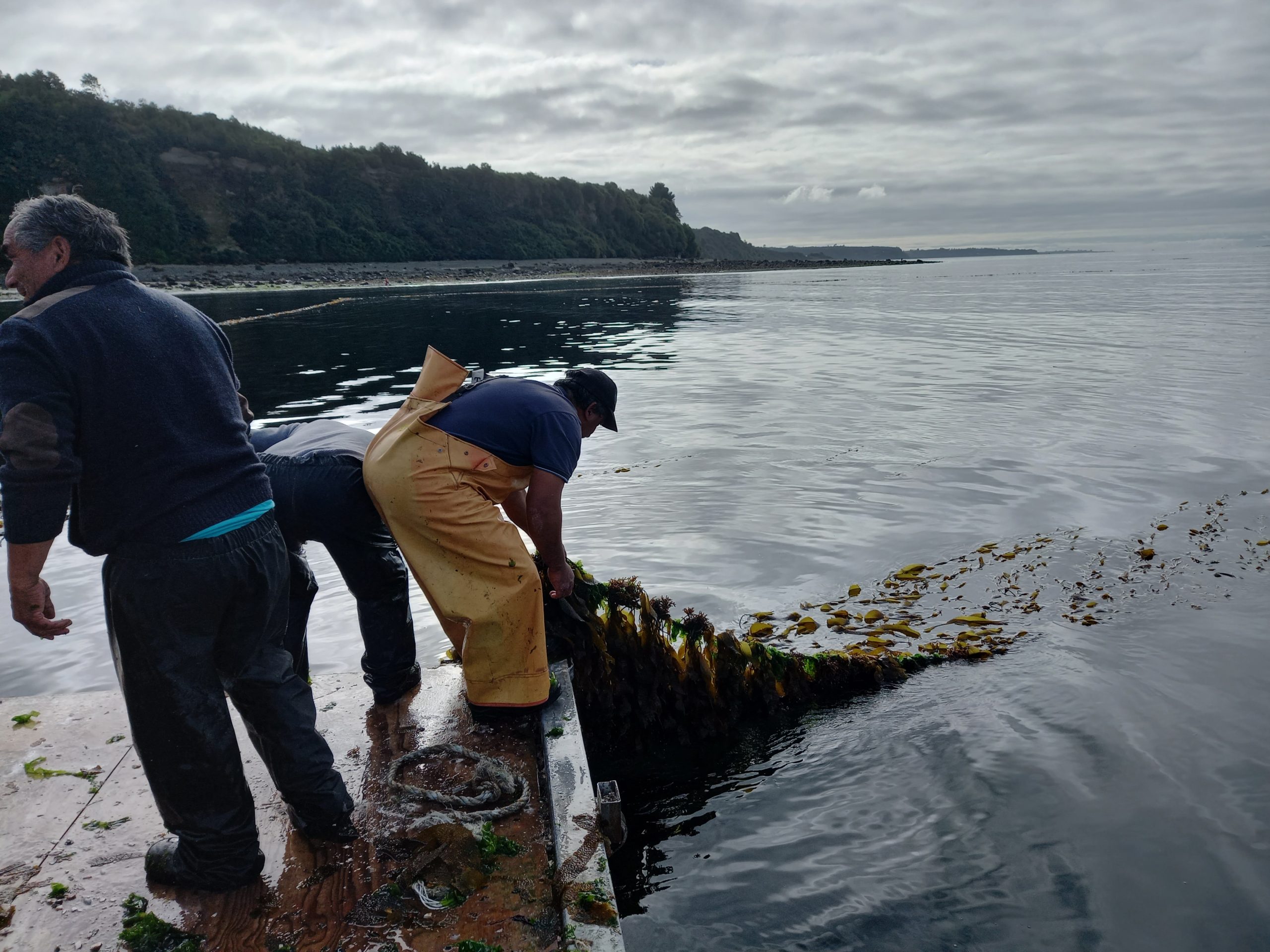 Más de $5.000 millones: El huiro se suma a programas de diversificación acuícola de Corfo