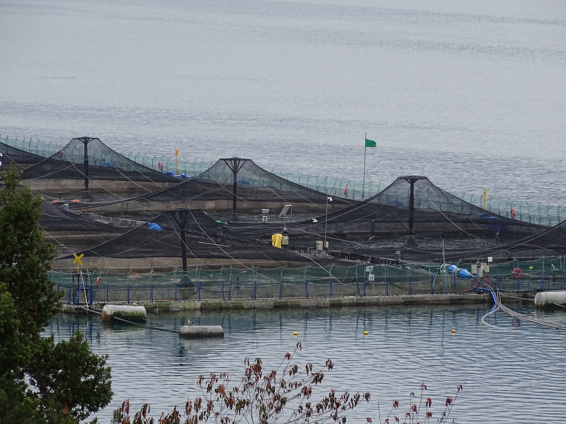 Este jueves: Seminario aborda el impacto de la acuicultura en el desarrollo regional