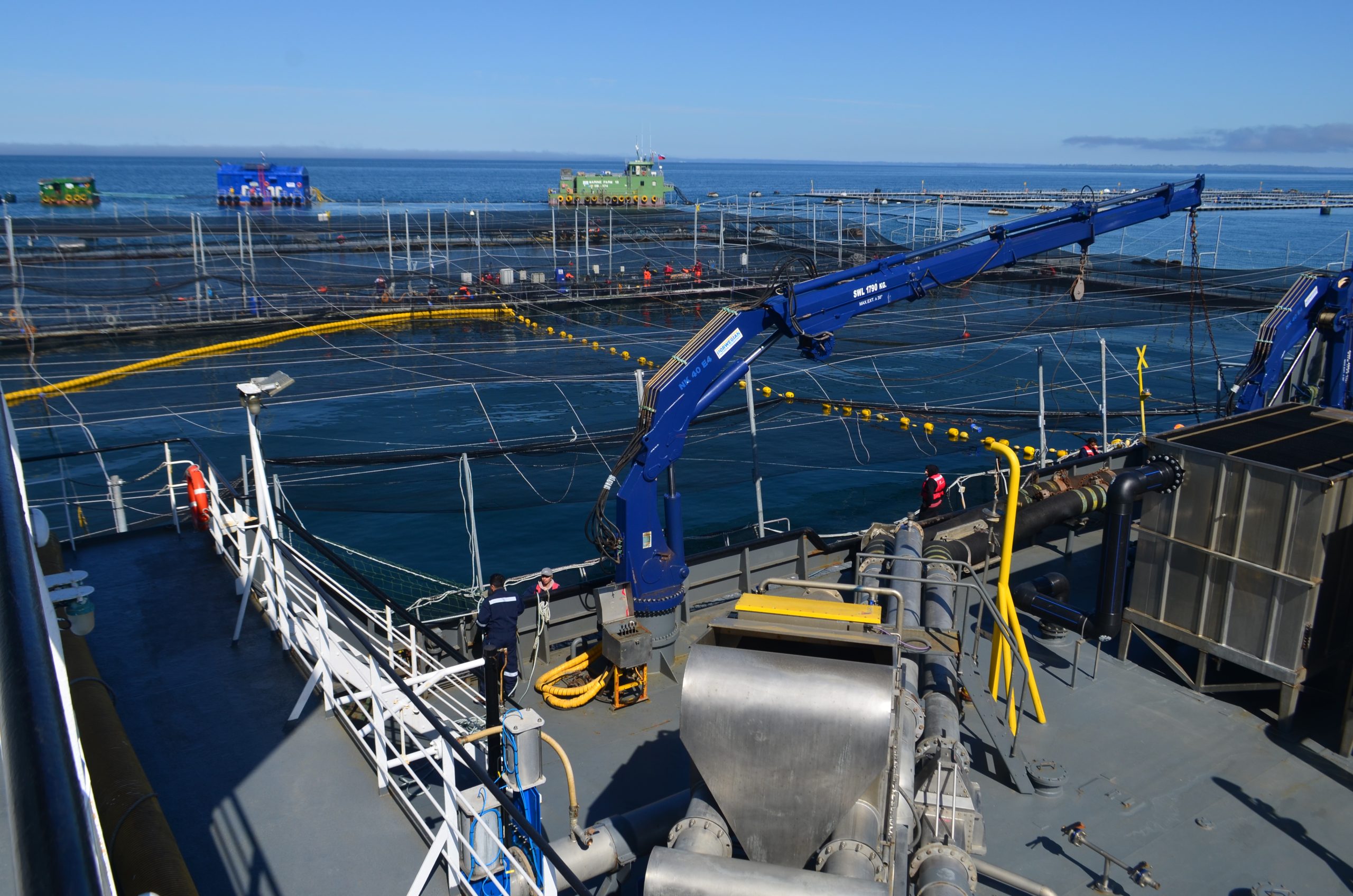 La acuicultura destaca entre programas y consorcios impulsados por Corfo