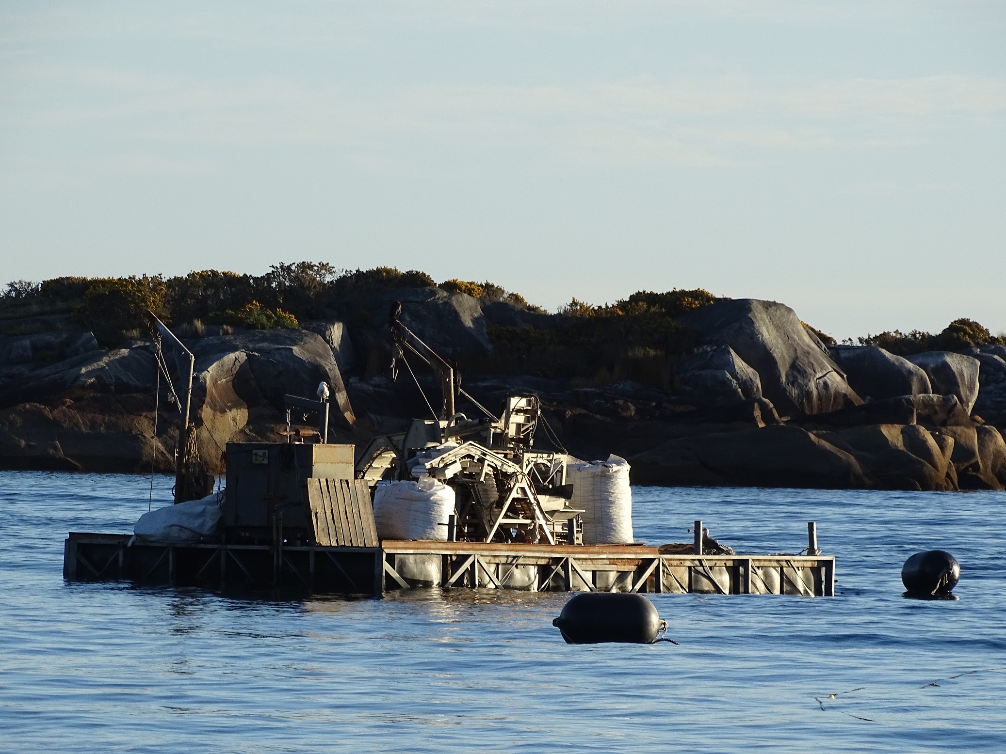 Invitan a mitilicultores a participar en asistencias técnicas normativas