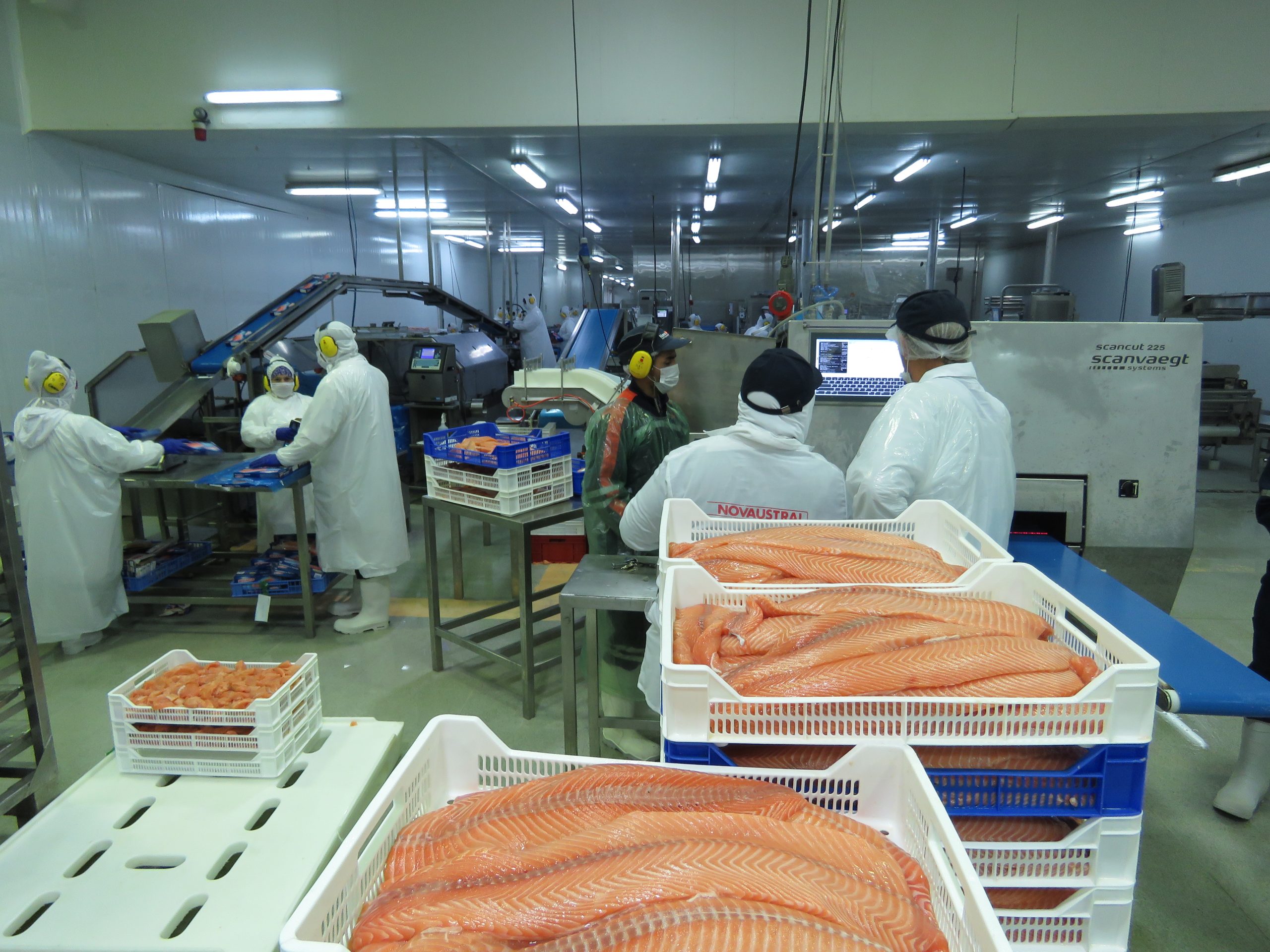 Conozca el detalle de las exportaciones de salmones y truchas de Chile