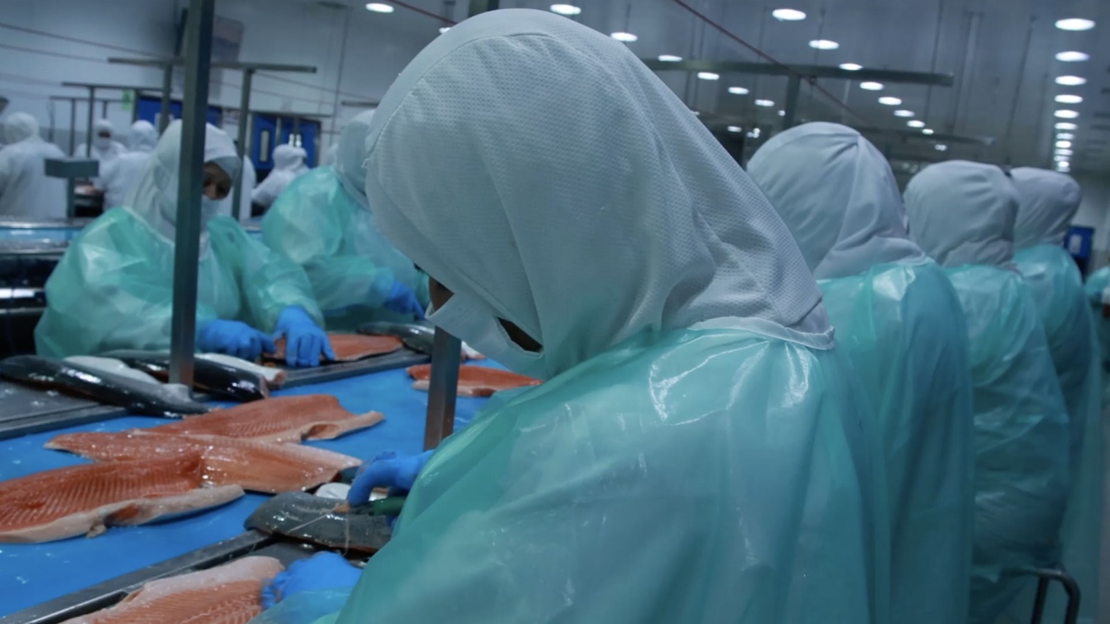 Avanza creación de perfiles para trabajadores del salmón