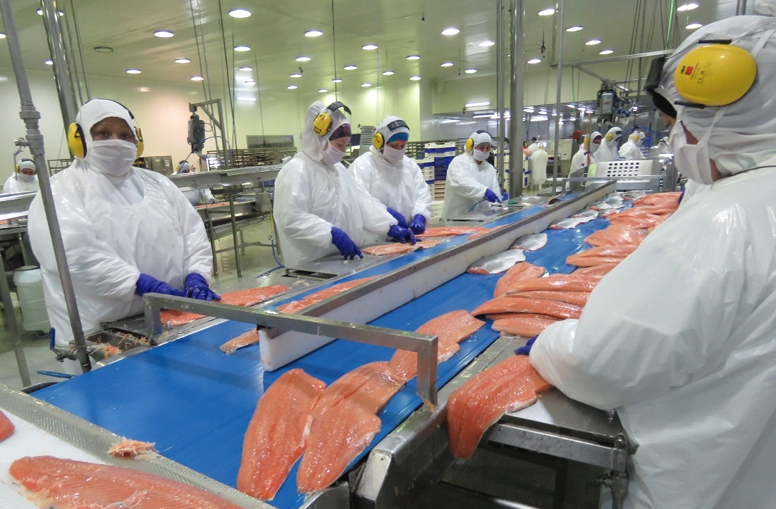 Publican los envíos de salmones y trucha de los últimos cinco años