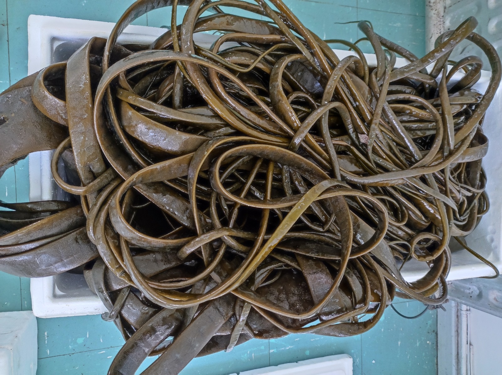 Buscan impulsar consumo de cochayuyo con innovador producto