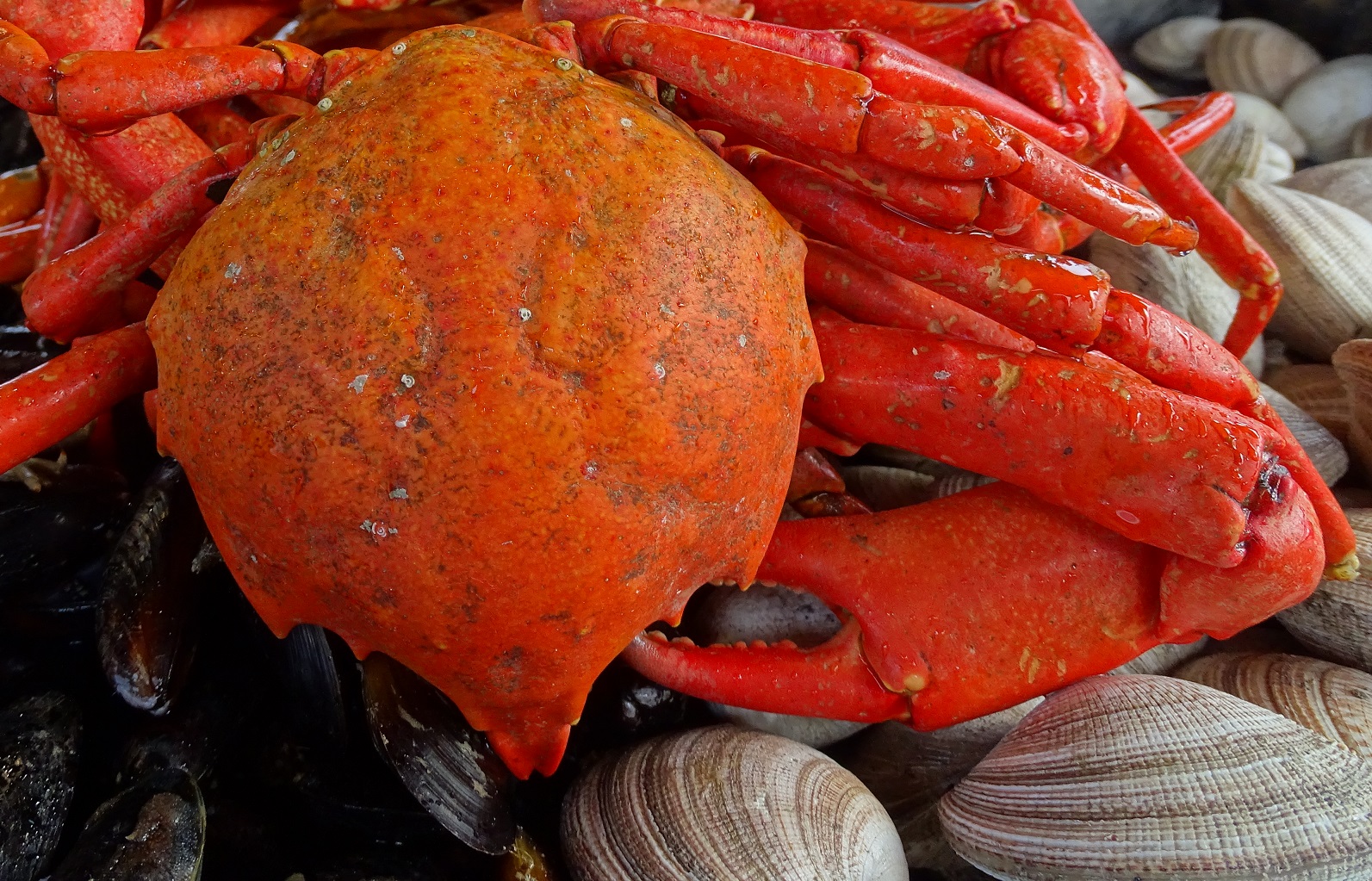 Empresas y ProChile buscan impulsar exportaciones pesqueras de Magallanes