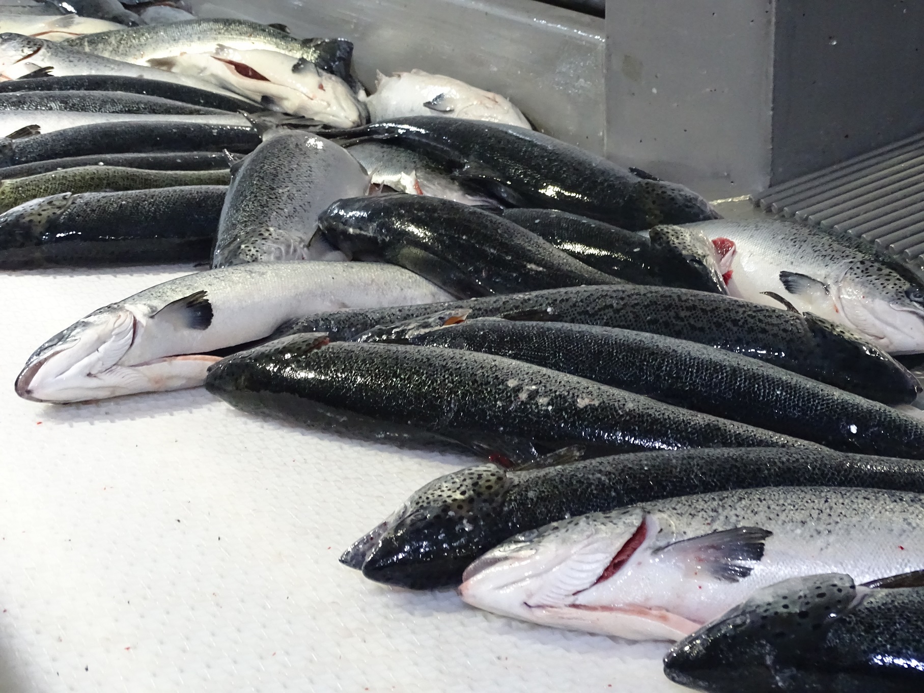 Misión internacional visitó Chile para evaluar control de inocuidad de productos del mar