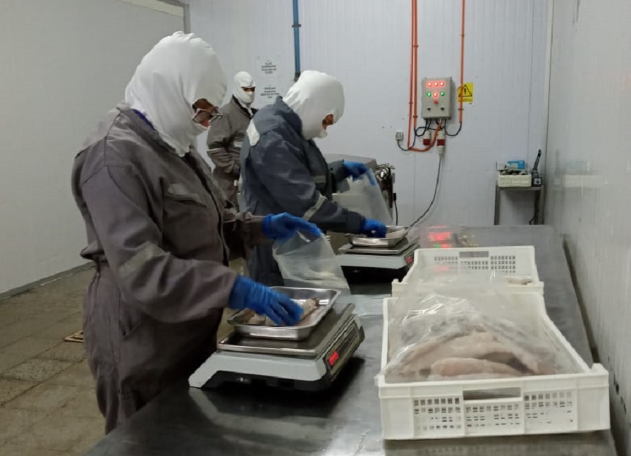 Realizan jornada de difusión de SICEX para plantas elaboradoras de productos del mar