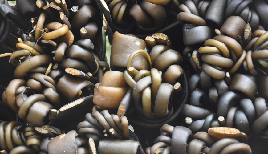 Estudio revela actividad antitumoral de moléculas presentes en el cochayuyo