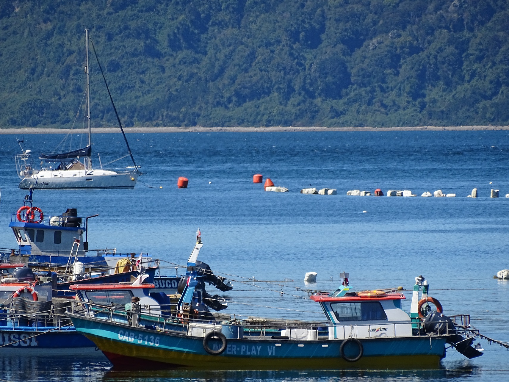 Identifican expresión genética de alérgenos en parásitos presentes en merluza, sierra y jurel