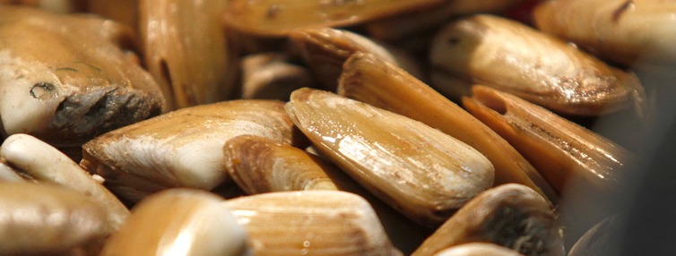 Impulsan proyecto de trazabilidad con código QR para la pesca de machas en Coquimbo