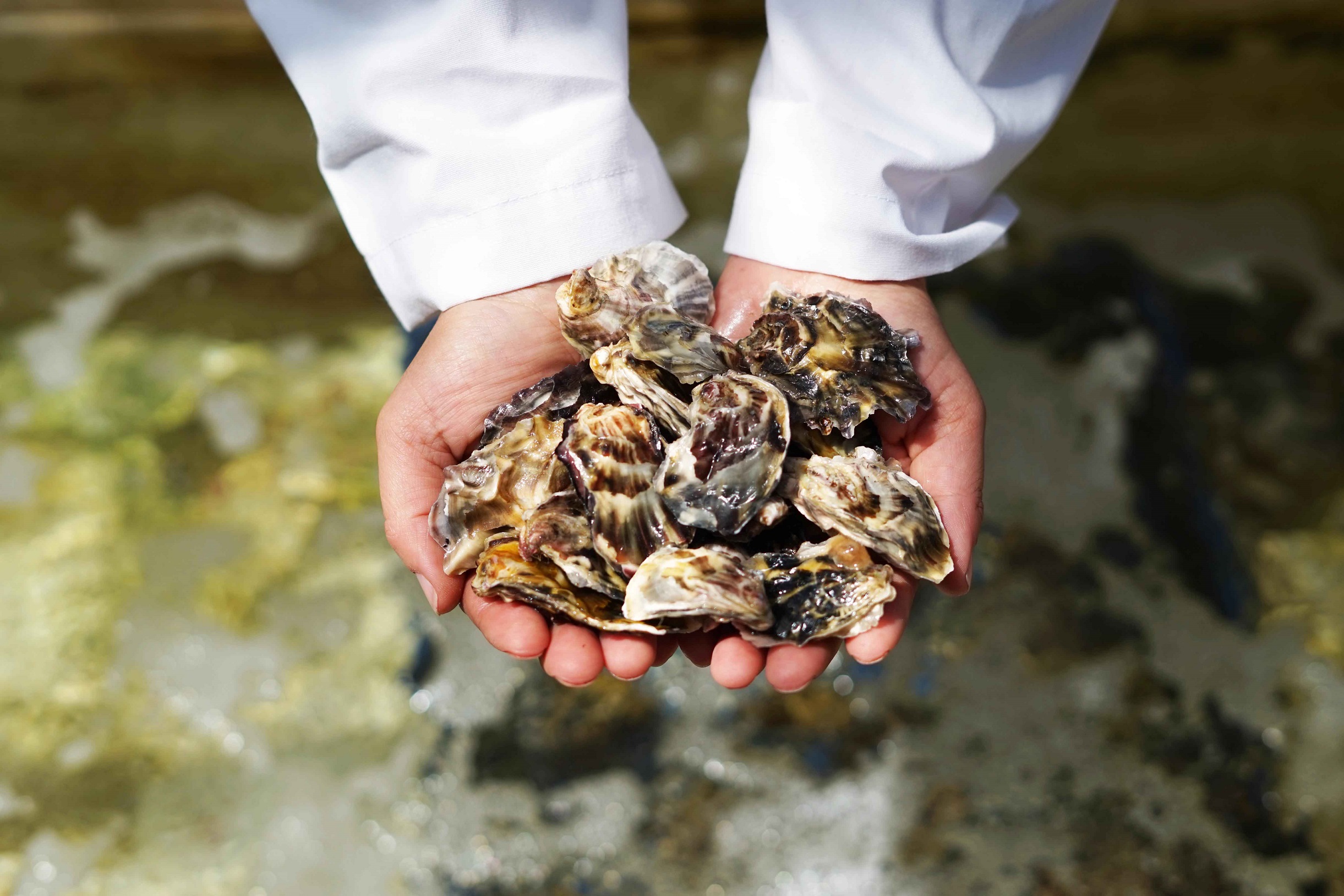 Analizan estrategias de comercialización y posicionamiento de la ostra japonesa en Chile