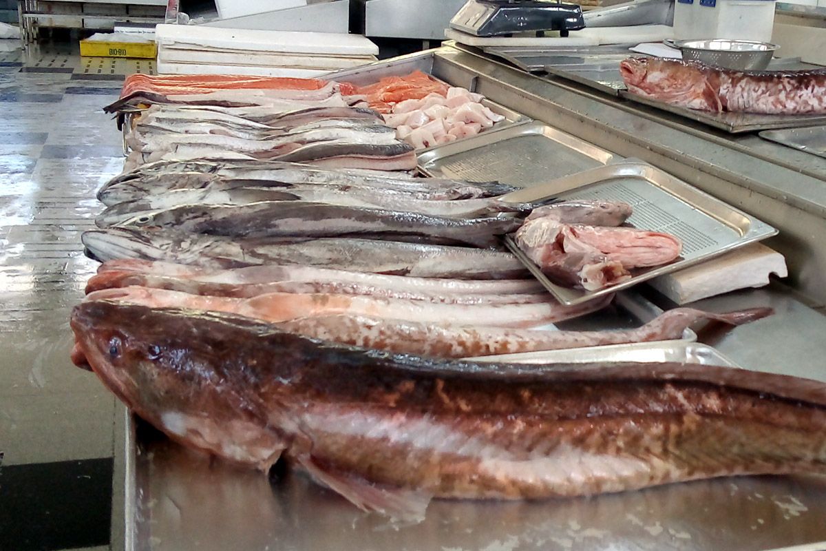 Estudiantes podrán acceder a más pescados y mariscos en su alimentación escolar gracias a innovador proyecto piloto